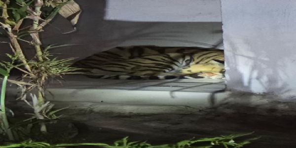 सिवनीः आधी रात बाघ शावकों की दस्तक, चिखलापानी के मंदिर परिसर में दिखे दो शावक