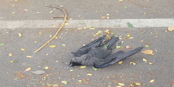 चेन्नई में रहस्यमय ढंग से कौवों की मौत