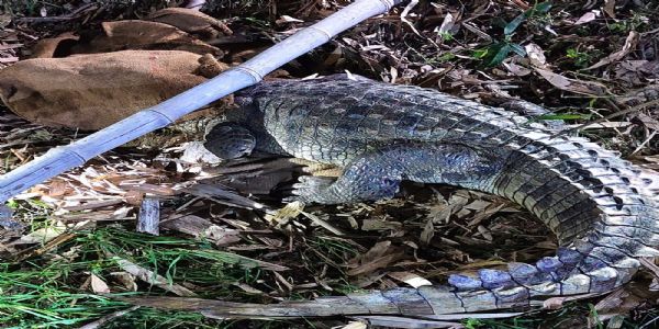 बस्ती में निकला मगरमच्छ, ग्रामीणों में दहशत