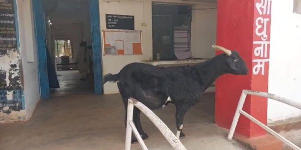 पुलिस थाने में एक बकरा 13 साल से बिना वेतन निभा रहा ड्यूटी, बलरामपुर पुलिस का सबसे अनोखा जवान