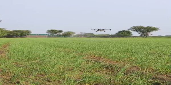 राजगढ़ः खेतों में ड्रोन तकनीक उपयोग, 2500 एकड़ में स्प्रे कर फसलों का किया उपचार