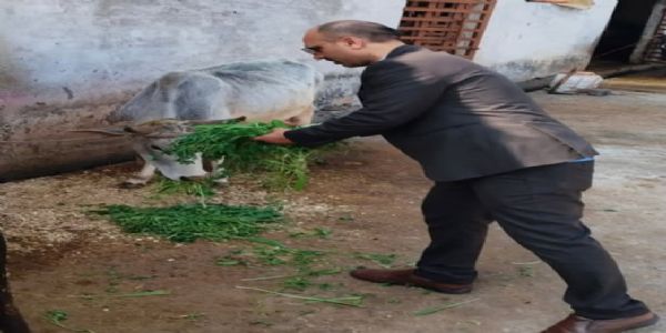 अशोकनगर: अब कलेक्टर खिला रहे गायों को चारा