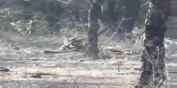 कूनो के जंगल में टेरिटरी ढूंढ रहे राजस्थान रणथम्भौर के टाइगर