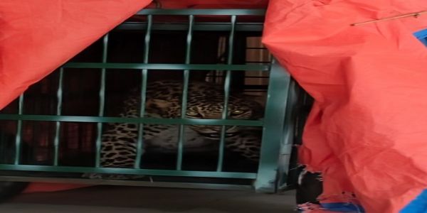 सिन्द्रवाणी में पिंजरे में कैद हुआ गुलदार, जांच का इंतजार