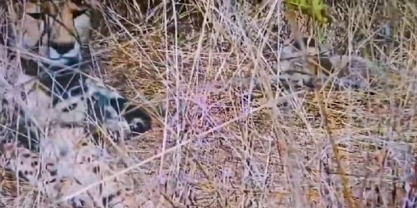 मप्र के कूनो राष्ट्रीय उद्यान में मादा चीता 