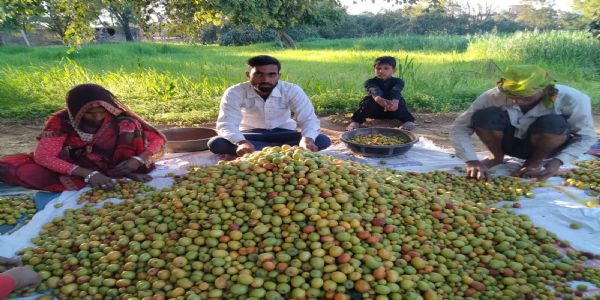 चौमूं का बेर बना ब्रांड: देश से विदेश तक बढ़ी मिठास की मांग