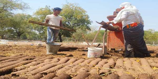 हवन सामग्री युक्त गोकाष्ठ से होगा होलिका दहन