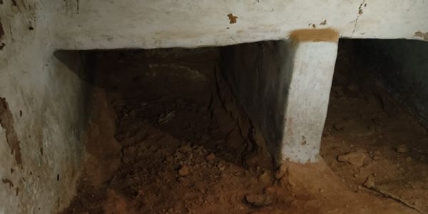 अनूपपुर: मादा भालू शावकों संग लौटी जंगल, खंडहरनुमा घर में दिया था जन्म