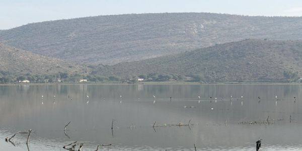 रामसर साइट सिलिसेढ़ झील में बर्ड फेस्टिवल का हुआ आयोजन, विदेशी पक्षियों ने बढ़ाई अलवर की पहचान