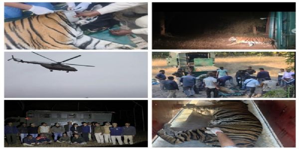 बांधवगढ़ की बाघिन एयरफोर्स हेलीकॉप्टर से पहुंचेगी मुकुंदरा हिल टाइगर रिजर्व