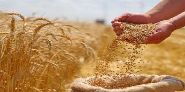 मप्र में समर्थन मूल्य पर गेहूं खरीदी के लिए किसानों के पंजीयन आज से शुरू