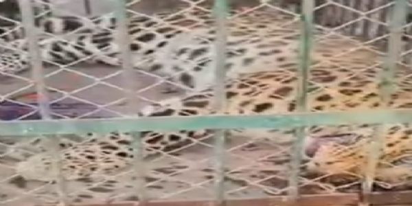 पांडु में ट्रैंकुलाइज़ कर पकड़ा गया तेंदुआ