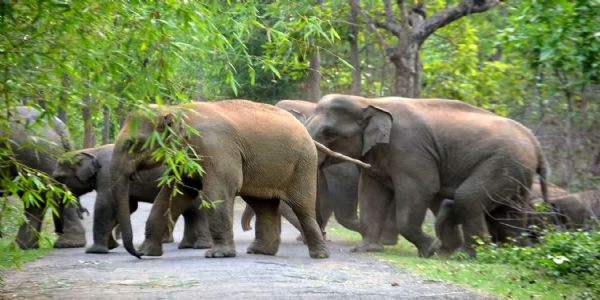 पश्चिम मेदिनीपुर में हाथी का तांडव, दो घायल