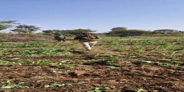 पुलिस ने नामकुम में लगे पांच एकड़ अफीम की खेती को किया नष्ट