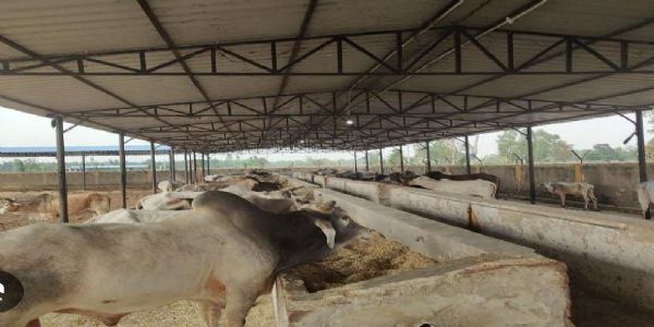 प्रयागराज में चार नई स्थाई बृहद गोशालाओं का होगा निर्माण, स्वीकृत हुआ प्रस्ताव