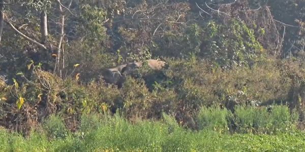 गोघाट में हाथियों की दहशत, गांव में घुसे दो हाथी