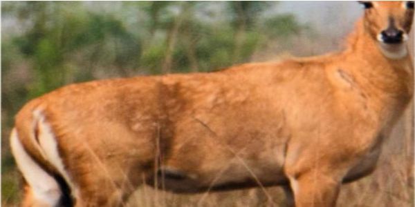 जलपाईगुड़ी में पहली बार दिखा नीलगाय, वन विभाग में हलचल