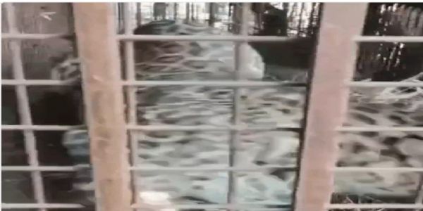 दहशत का पर्याय बना गुलदार आखिरकार पिंजरे में हुआ कैद