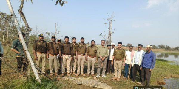 गन्ने के खेत में मिला 10 फीट का मगरमच्छ, ग्रामीणों में दहशत