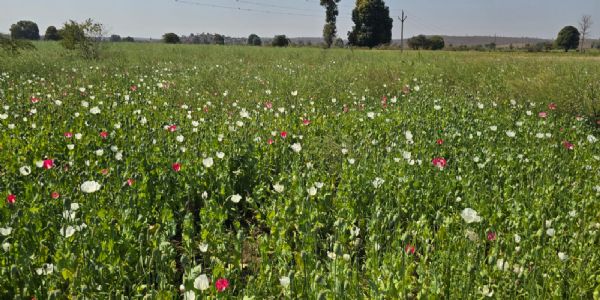 दमोहः अवैध अफीम की खेती पर पुलिस का बड़ा प्रहार, ढाई एकड़ फसल जब्त