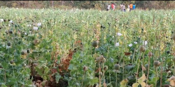 बलरामपुर : कुसमी क्षेत्र में 3.5 एकड़ में अवैध अफीम की खेती का खुलासा, पुलिस-प्रशासन की संयुक्त कार्रवाई