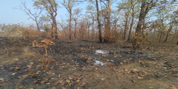 महुआ बीनने के लिए ग्रामीण जंगलों में लगा रहे आग, कई एकड़ वन क्षेत्र जलकर खाक