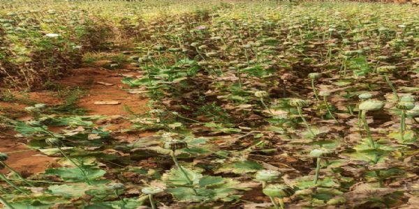 अफीम की खेती की गई नष्ट, अफीम और हथियार बरामद