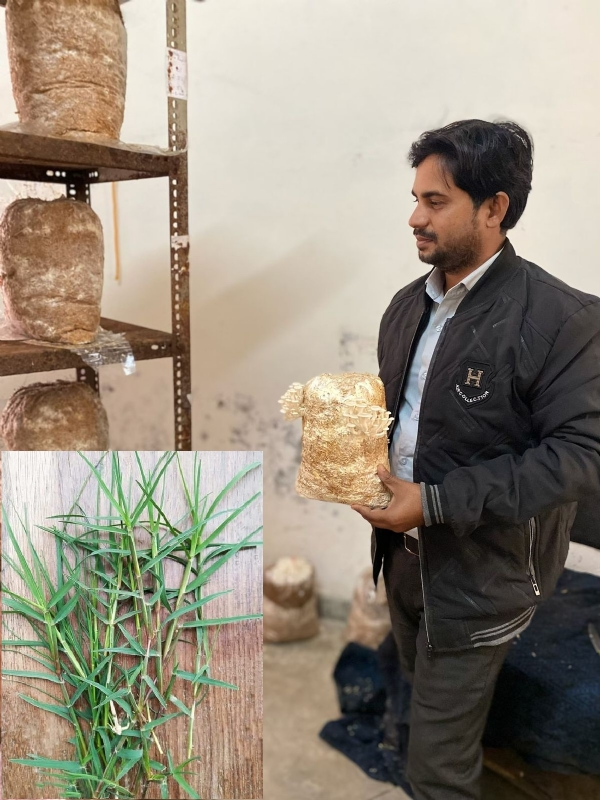 पूर्वांचल विश्वविद्यालय में मसरूम की खेती दिखाते हुए शोधार्थी पूर्वांचल विश्वविद्यालय में मसरूम की खेती दिखाते हुए शोधार्थी