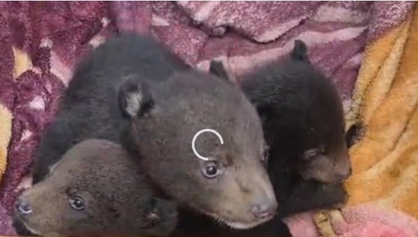 असम के पश्चिम कार्बी आंगलोंग जिले के लामरान क्षेत्र से बचाए गये भालू के तीन बच्चे