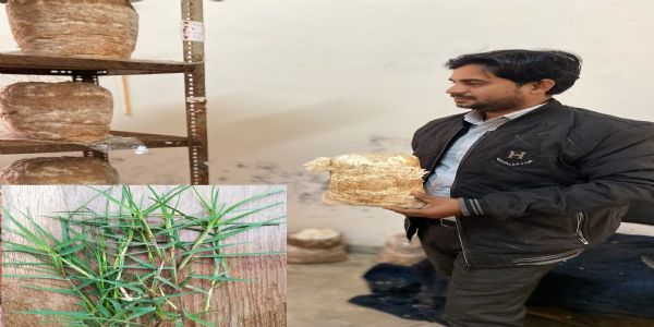 पूर्वांचल विश्वविद्यालय के शोध से ऑयस्टर मशरूम उत्पादन बढ़ाने की नई तकनीक विकसित