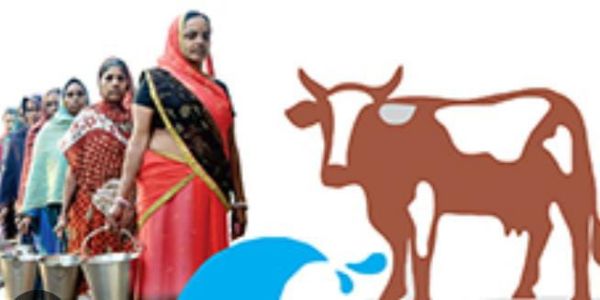 दुग्ध व्यवसाय से जुड़े किसानों की आय बढ़ाने की पहल, प्रयागराज में 50 नई दुग्ध सहकारी समितियां स्थापित