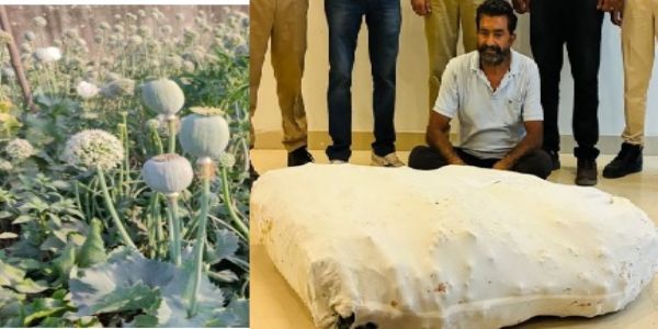 प्याज की फसल के बीच उगाई अफीम: 363 पौधे जब्त कर किया खेत मालिक को गिरफ्तार