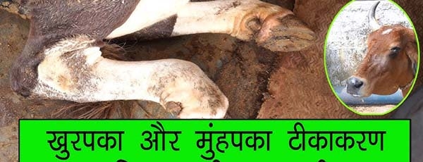 खुरहा-चपका टीकाकरण अभियान खुरहा-चपका टीकाकरण अभियान