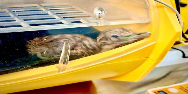 ग्रेट इंडियन बस्टर्ड