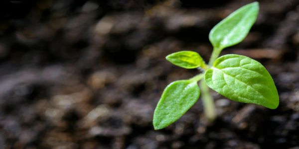 जल - जीवन-हरियाली का असर: हरित आवरण 15.5 प्रतिशत के पार, गांवों में बढ़ी आजीविका