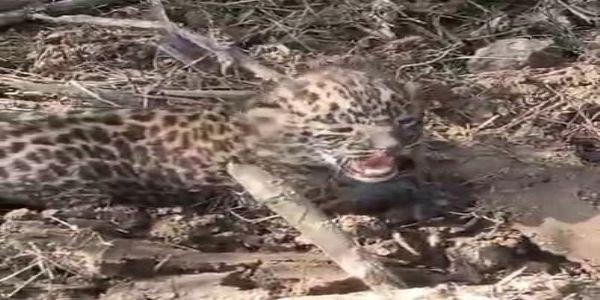 गन्ने के खेत मिले तेंदुए के छह दिन के शावक काे इलाज के लिए इटावा लायन सफारी भेजा गया