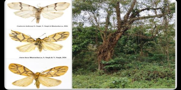 दो मोथ की खोज