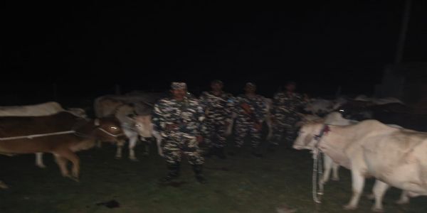 एसएसबी ने 18 मवेशी किए जब्त, तस्कर अंधेरे का फायदा उठाकर फरार