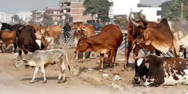 गुरुग्राम: बेसहारा पशुओं को पकडऩे गई नगर निगम की टीम से भिड़े लोग