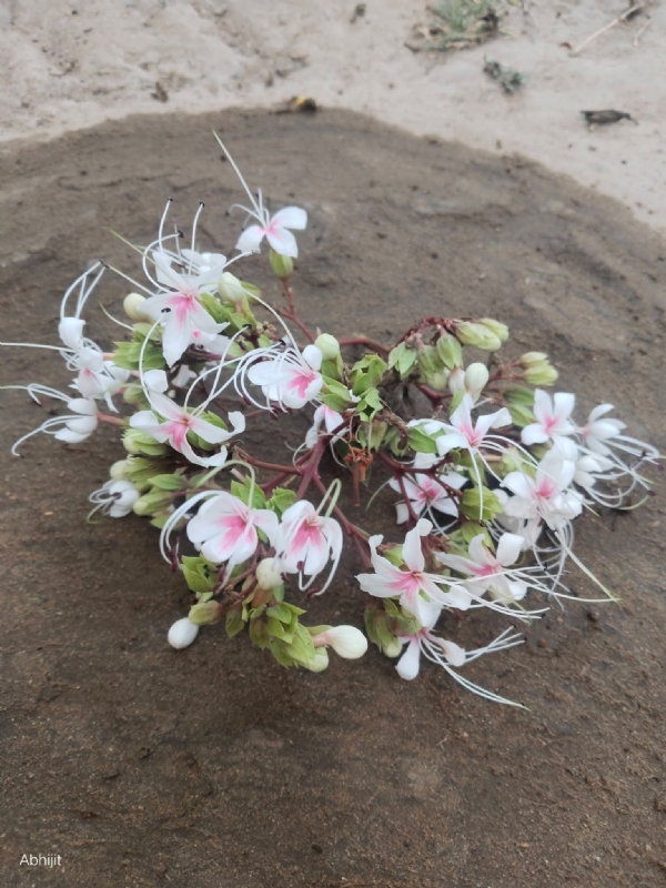 फाल्गुन संक्रांति पर बांकुड़ा में पारंपरिक त्यौहार फाल्गुन संक्रांति पर बांकुड़ा में पारंपरिक त्यौहार