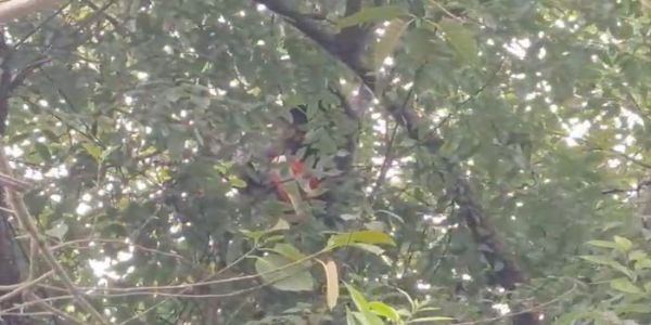 चोरी के बाद पेड़ पर चढ़ा चोर, घंटों मशक्कत के बाद पुलिस ने उतारा