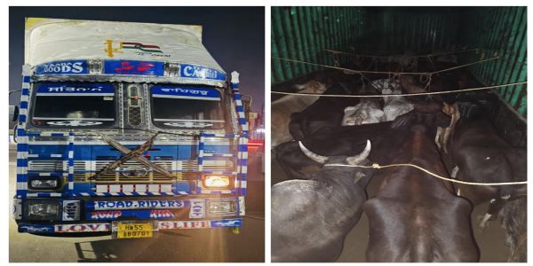 कठुआ पुलिस की बड़ी कार्रवाई, 25 गोवंश बचाए, तस्करी में इस्तेमाल ट्रक जब्त