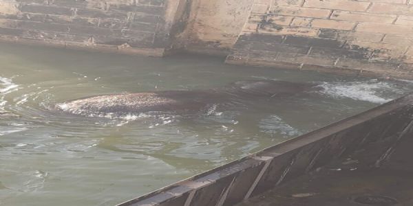 इंद्रपुरी बराज से निकले हाथी की करंट लगने से मौत