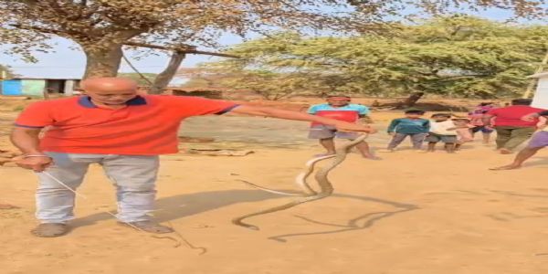 ग्राम अमेठी में दो गेहुंआ सांपों का सफल रेस्क्यू, सर्प मित्र सूर्यकांत साहू ने बचाई जान