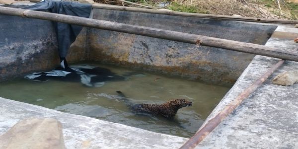 मंडी के सरधवार गांव में तालाब में फंसे तेंदुए काे रेस्क्यू कर सुरक्षित बाहर निकाला