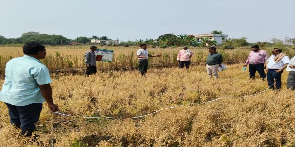 केन्द्रीय दल ने किया भ्रमण, चना फसल प्रदर्शन व बीज उत्पादन का लिया जायजा