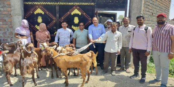 नागदा में बकरी पालन से आत्मनिर्भरता की ओर बढ़ रहीं महिलाएं, 60 सिरोही बकरियों का वितरण