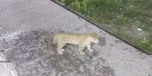 रिहायशी इलाके में घुसा गुलदार