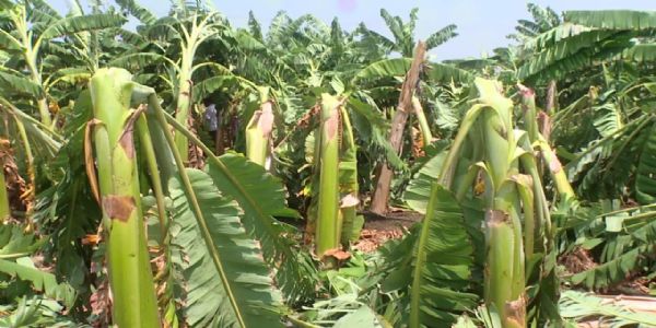 अकाल बारिश से बागवानी काे नुकसान, कर्ज लेकर फसल लगाने वाले किसान का केला बागान तबाह