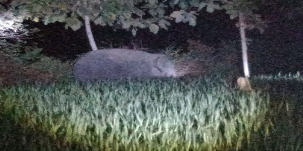 अनूपपुर में हाथियों की दस्तक, छत्तीसगढ़ से आया चौथा हाथी; वन विभाग अलर्ट